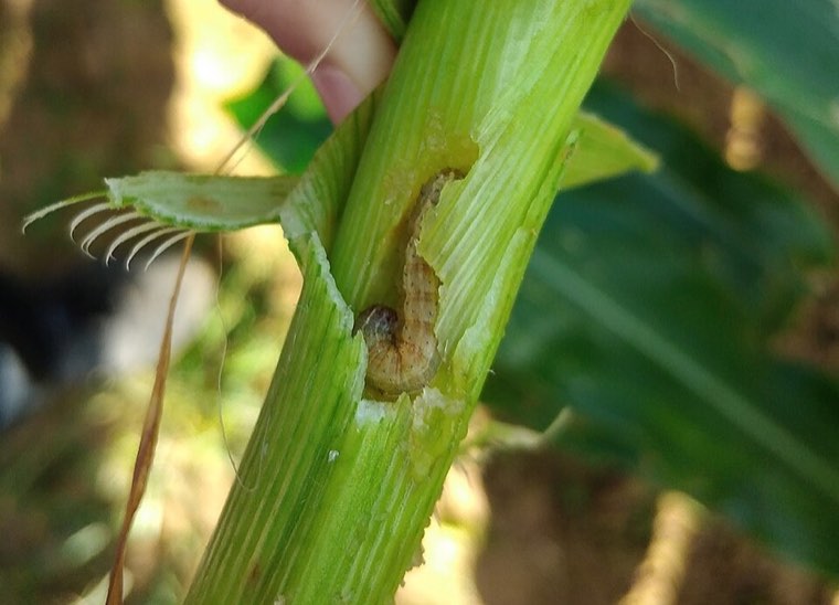 Fall armyworm larva boring into a maize stalk