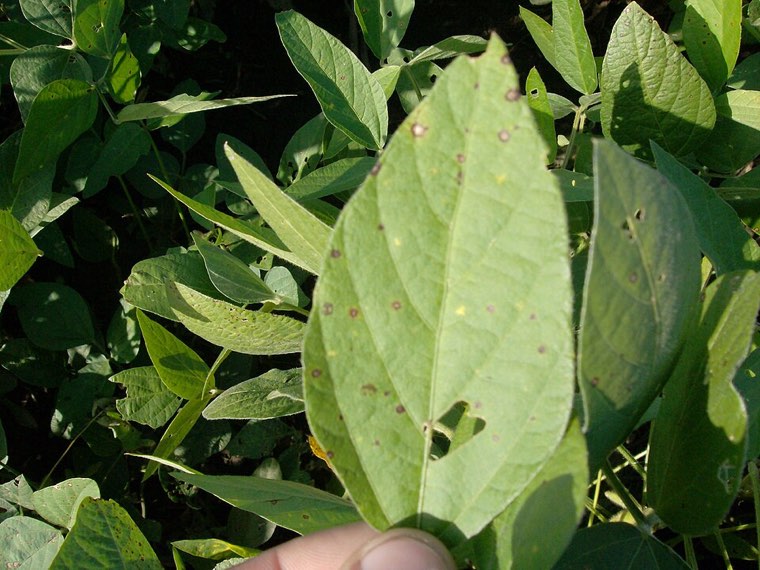 Soybean leaf with small frogeye leaf spot lesions