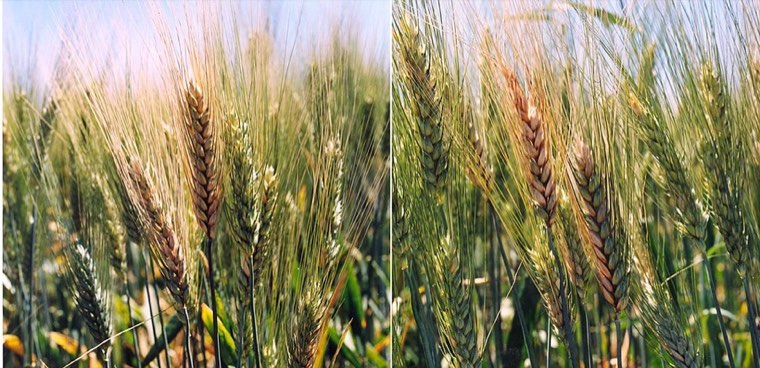 Wheat ears with bleached spikelets of Fusarium head blight