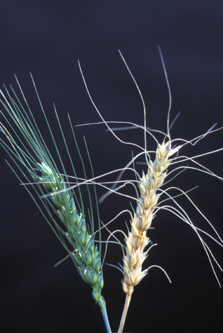 Wheat ear with head scab next to a healthy ear