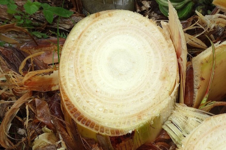 Cut banana pseudostem showing internal discoloration from Fusarium wilt