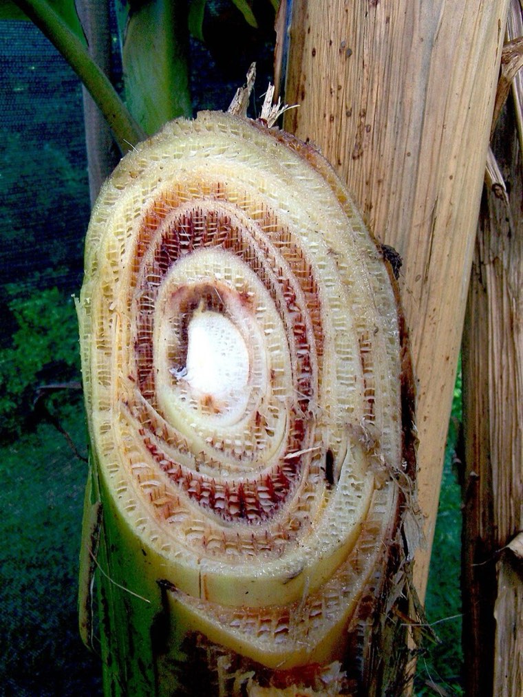 Cross-section of a banana pseudostem with Panama disease