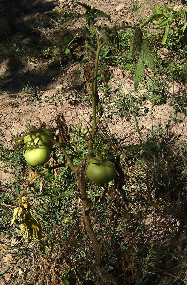 Tomato plant wilting from Fusarium wilt