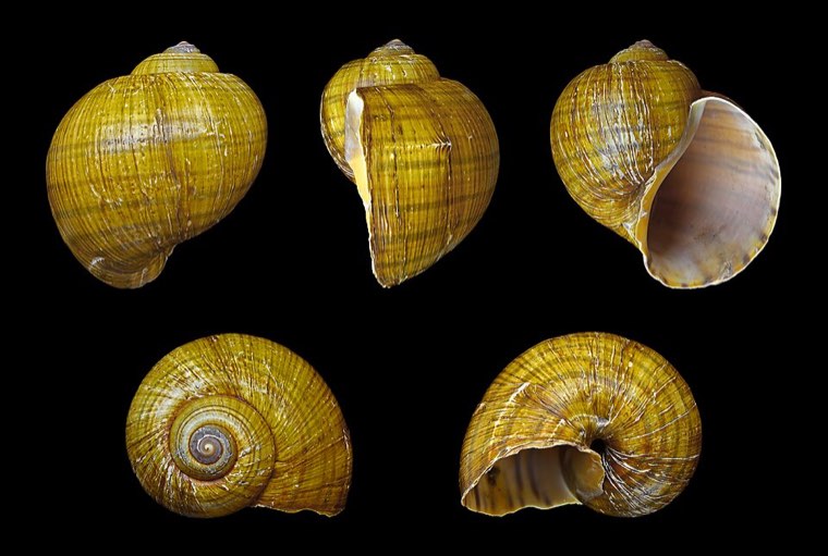 Shells of the golden apple snail