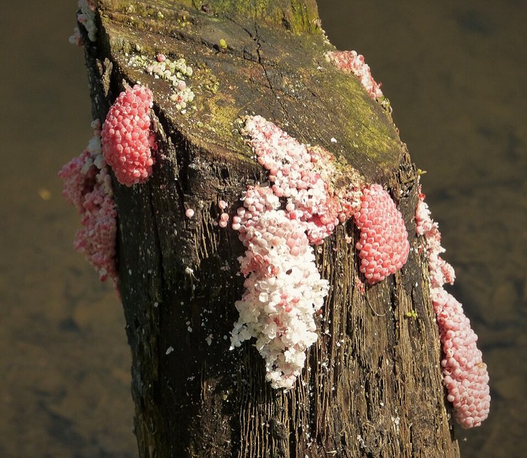 Bright pink egg masses of the golden apple snail on a stem