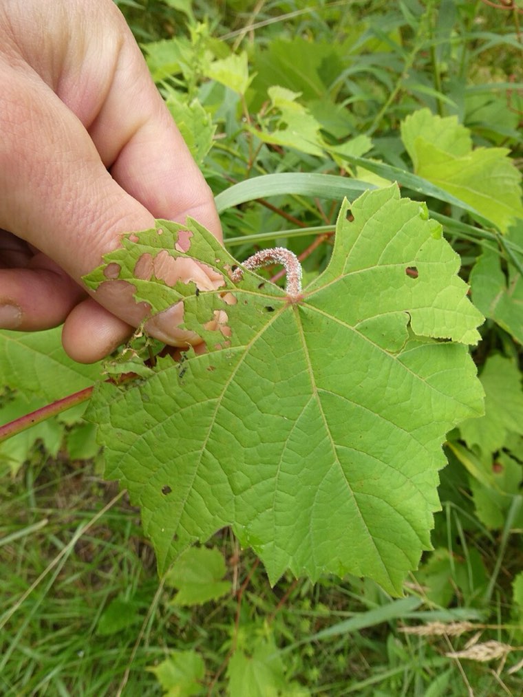 Grapevine leaf with downy mildew