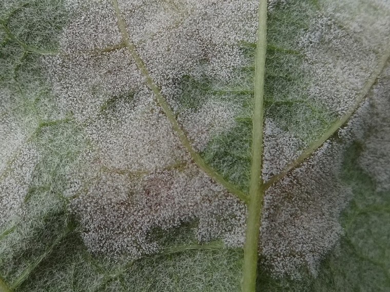 White downy sporulation of Plasmopara viticola on a grape leaf underside