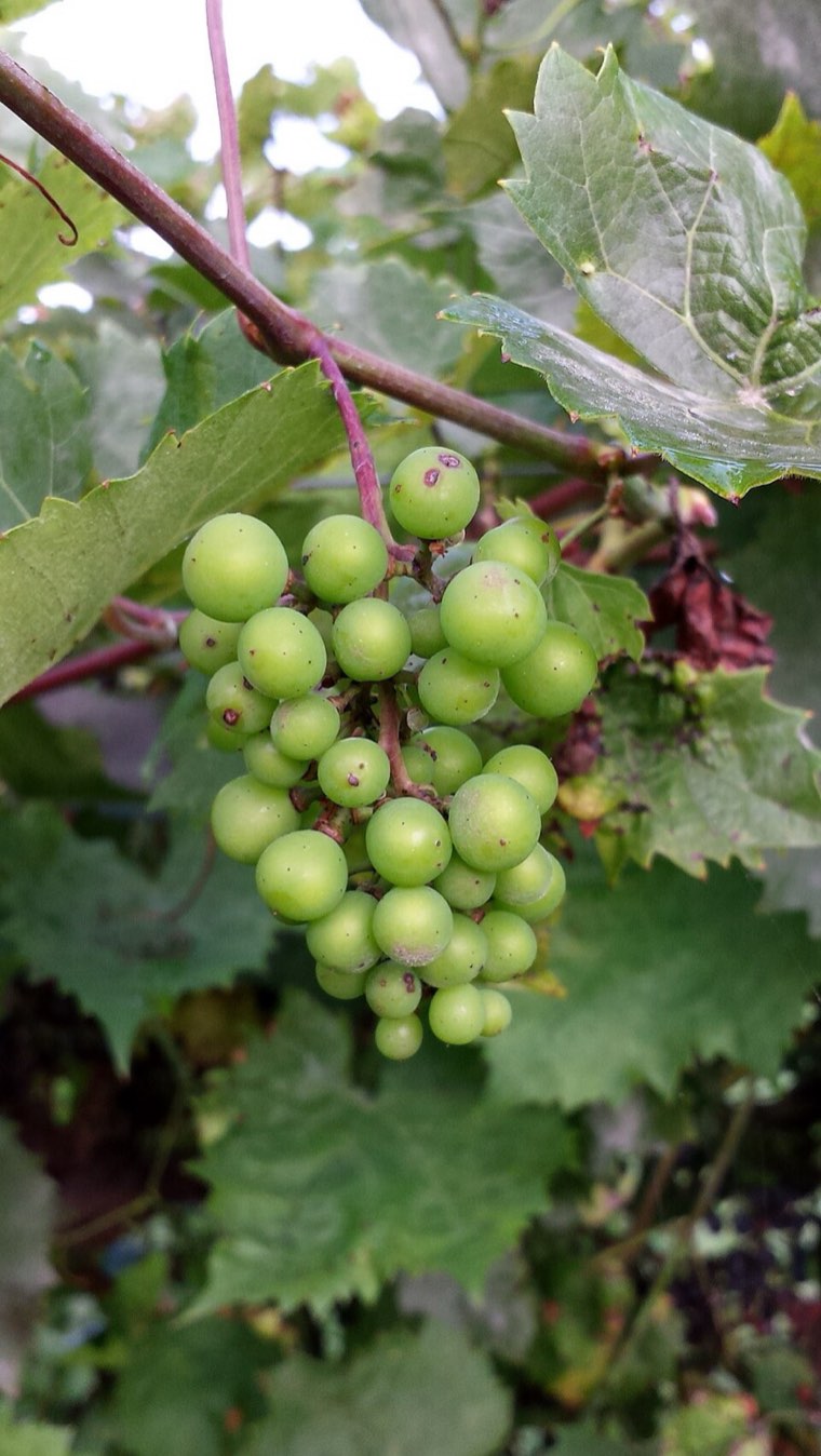 Grape berries covered with powdery mildew