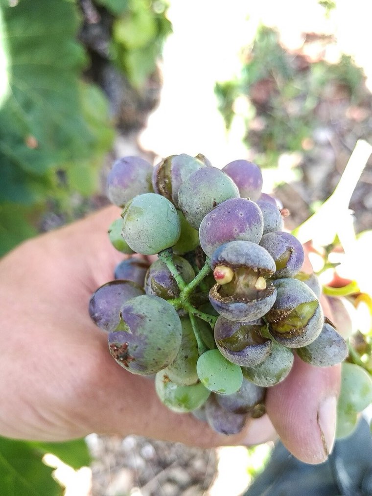Grapes damaged by powdery mildew