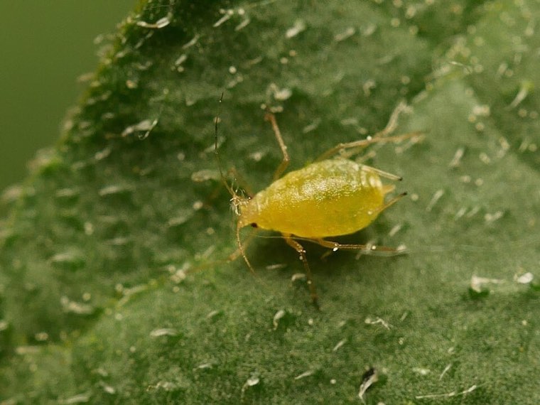 Wingless green peach aphid