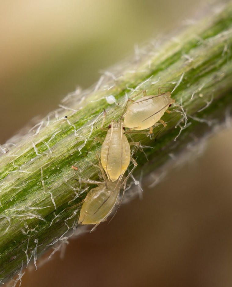 Green peach aphids on a stem