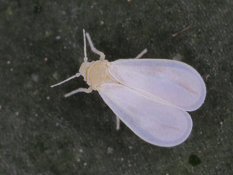 Adult greenhouse whitefly (Trialeurodes vaporariorum), with white wings held flat over the body