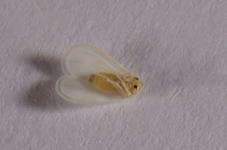 Greenhouse whitefly adult, magnified