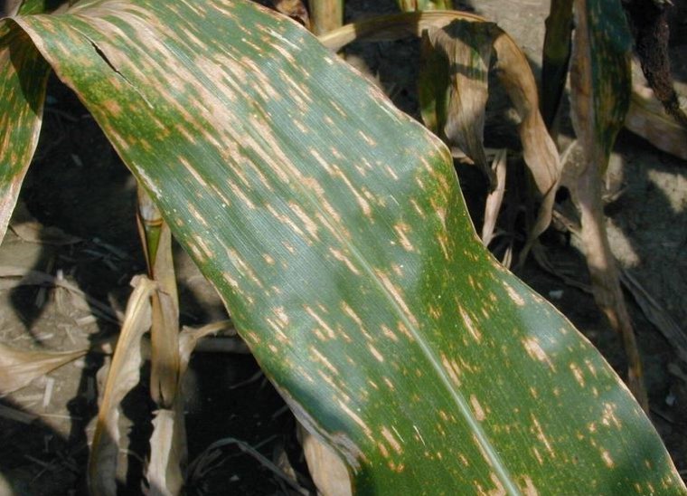 Maize leaf with rectangular grey leaf spot lesions
