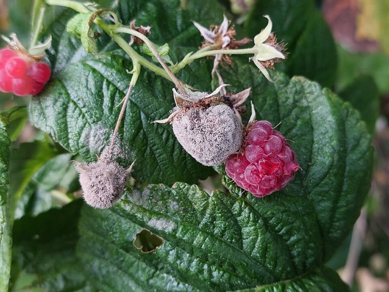 Raspberries rotting with grey mould
