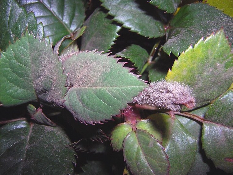 Grey mould (Botrytis cinerea) on a plant