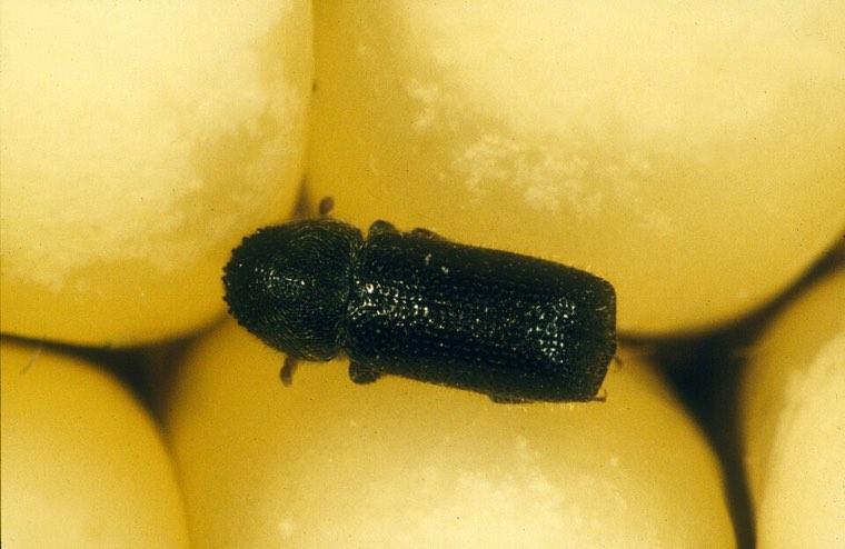 Larger grain borer beetle on maize grain