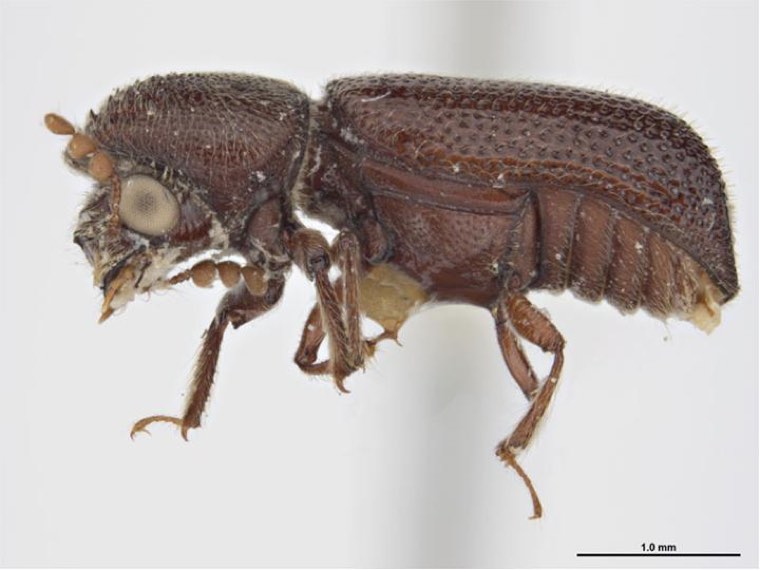 Larger grain borer adult, side view (specimen)