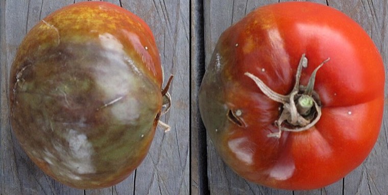Tomatoes with late blight