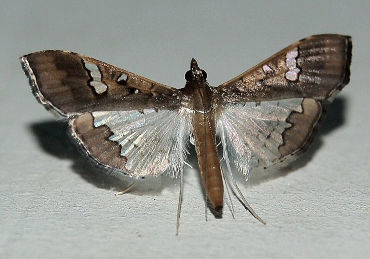 Adult legume pod borer moth (Maruca vitrata) with brown and translucent white wings spread