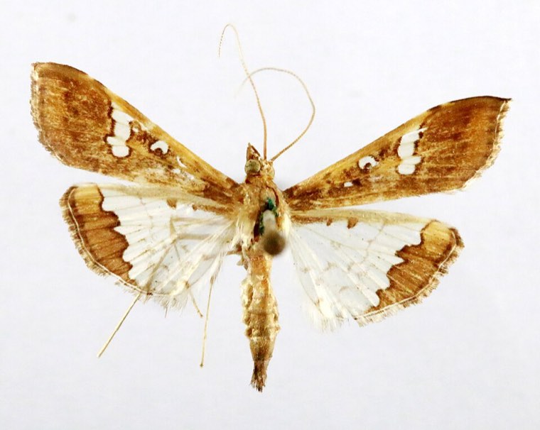 Legume pod borer moth (Maruca vitrata), museum specimen