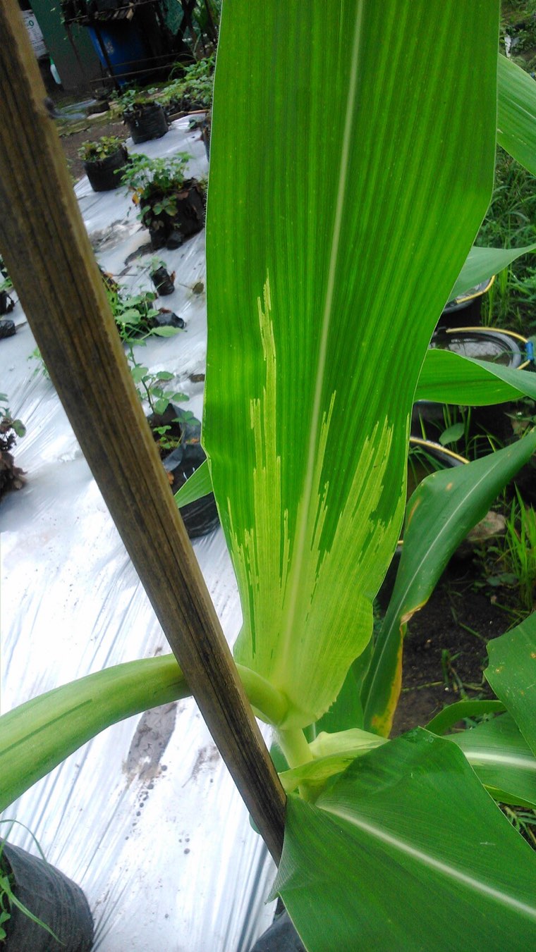 Maize plant with the pale stripes of downy mildew
