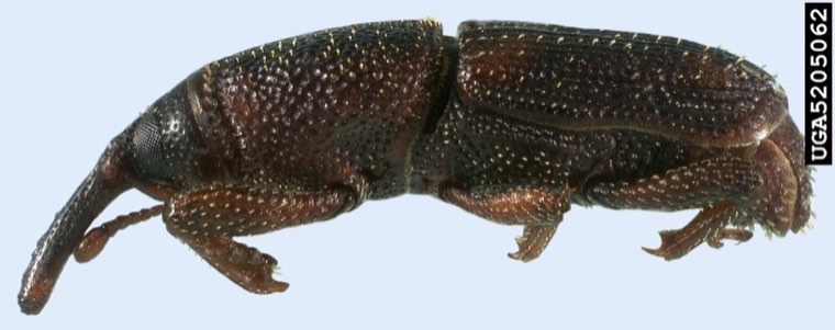 Maize weevil adult, side view