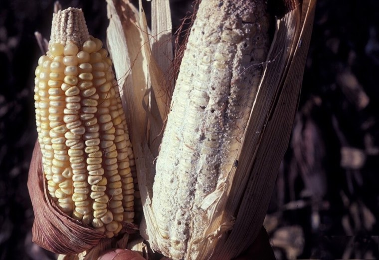 Maize cob damaged by maize weevil