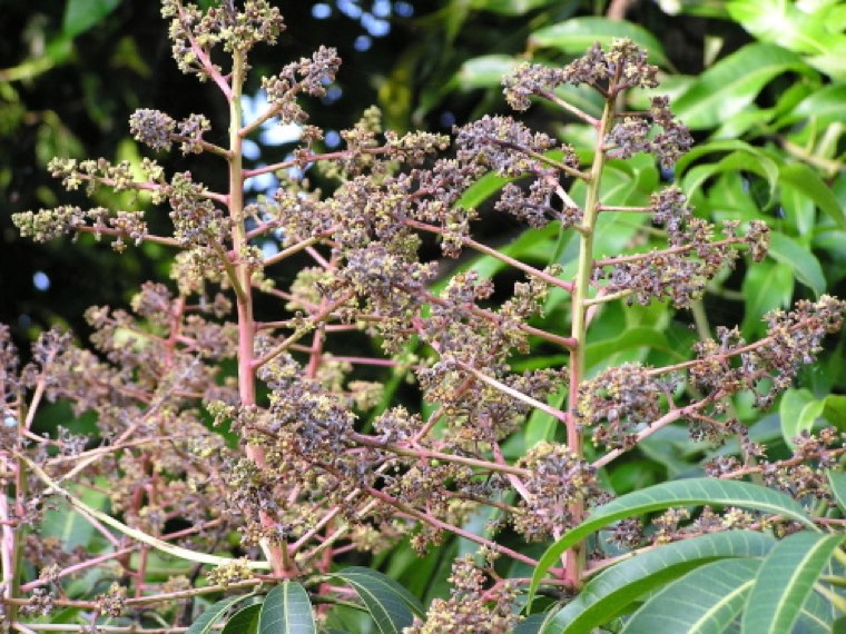 Mango flower panicles affected by powdery mildew