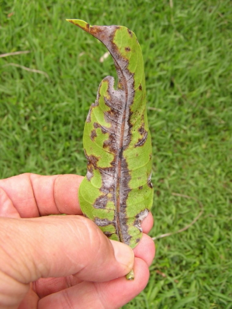 Powdery mildew growth on a mango leaf