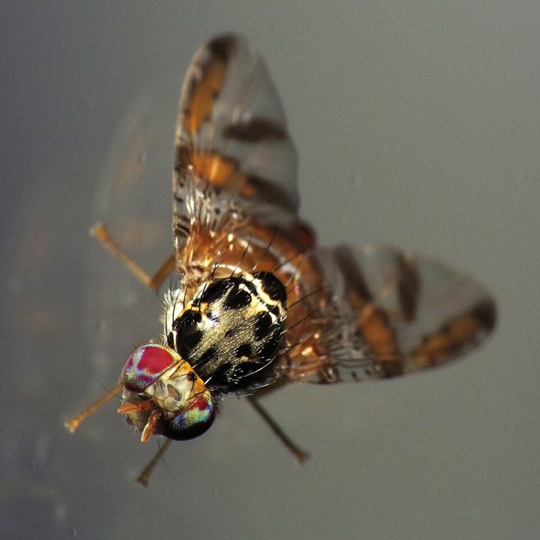 Female Mediterranean fruit fly