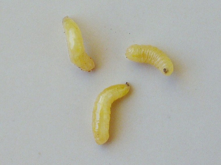 Mediterranean fruit fly larvae