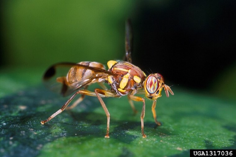 Adult melon fly