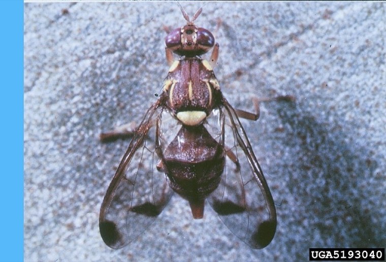 Melon fly on a surface, showing wing pattern