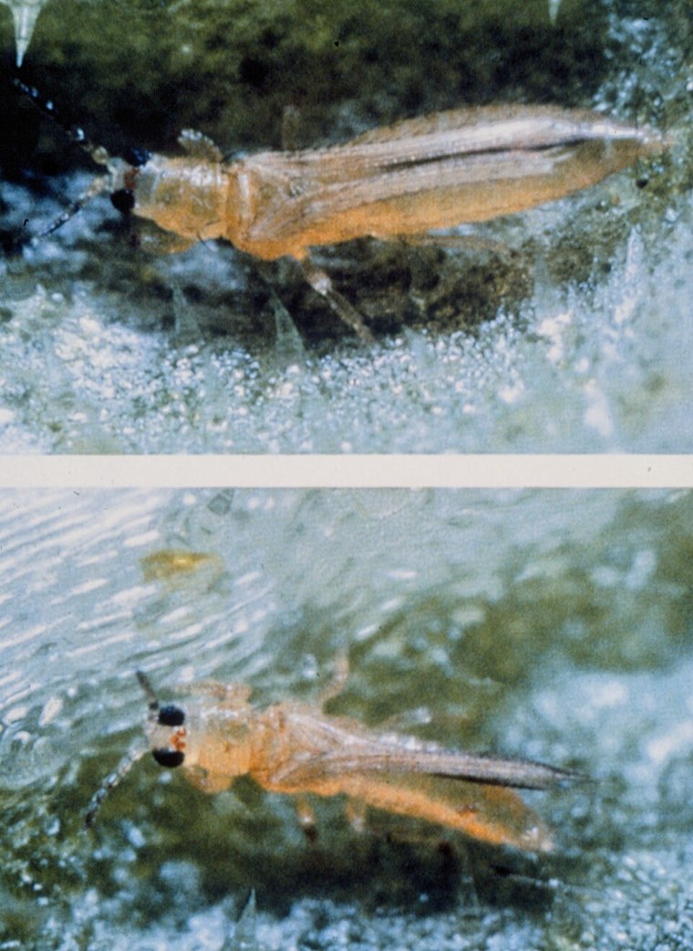 Two adult melon thrips (Thrips palmi), magnified, showing the pale yellow body and fringed wings