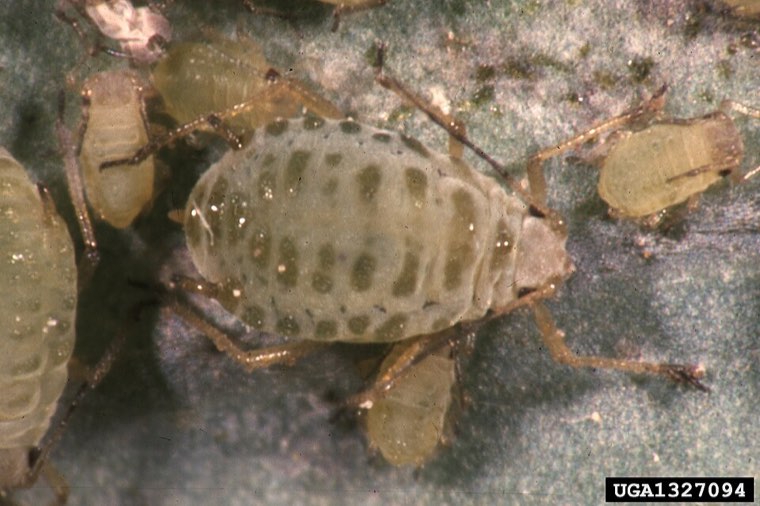 Mustard aphids (Lipaphis erysimi), grey-green with a waxy coating, magnified