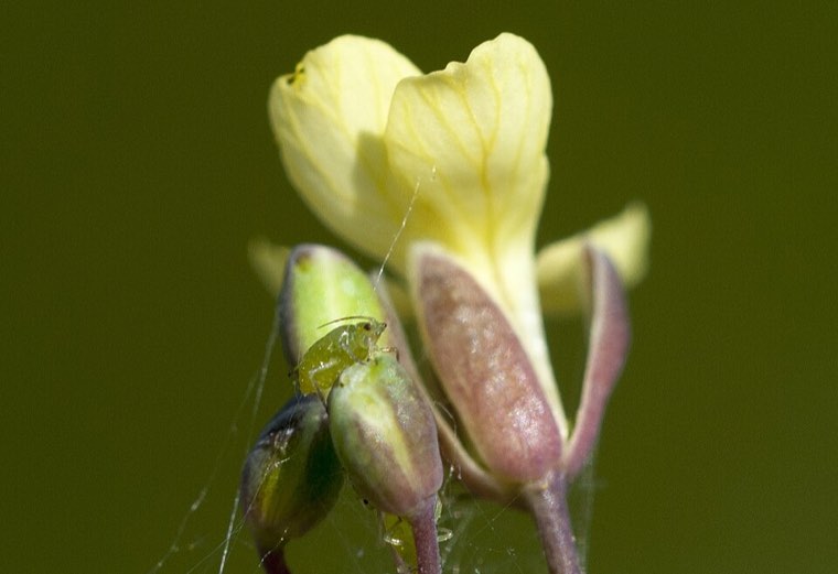 Mustard aphids on a flower bud of a crucifer