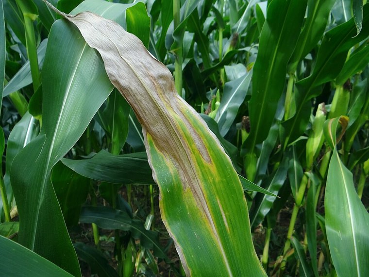 Maize leaf with long northern corn leaf blight lesions