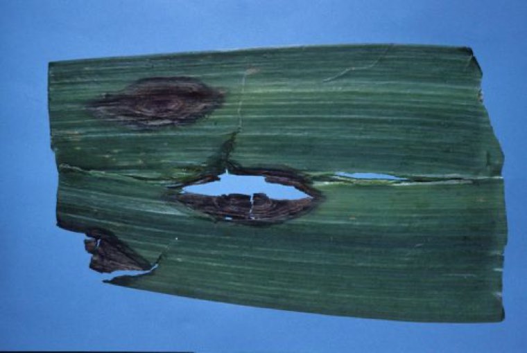 Leek leaf with a sunken purple blotch lesion caused by Alternaria porri