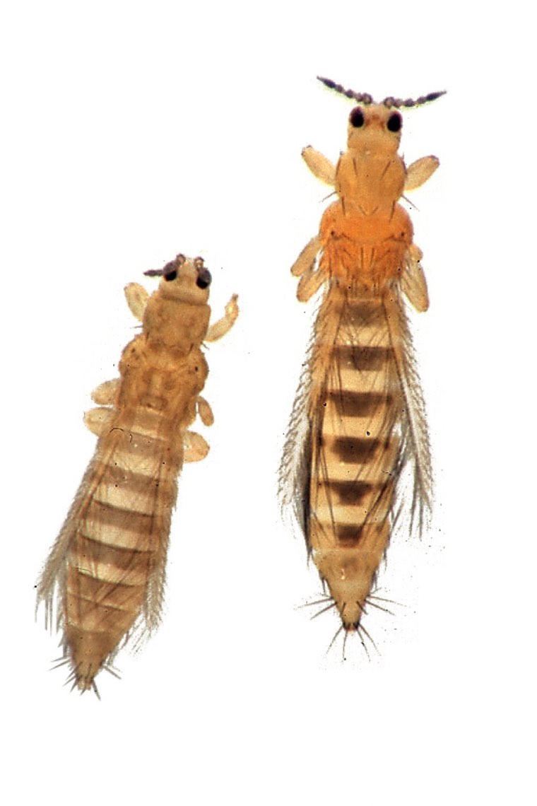 Onion thrips compared with western flower thrips under magnification