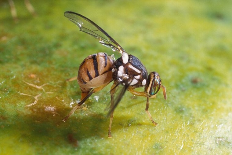 Adult oriental fruit fly