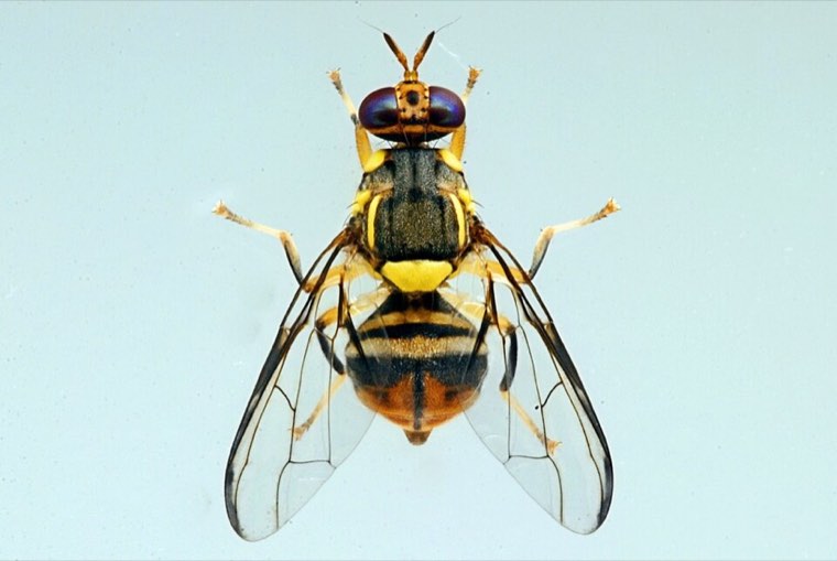 Oriental fruit fly, dorsal view