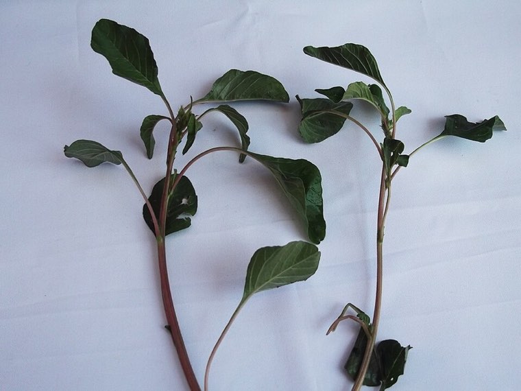 Palmer amaranth plant