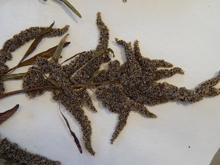 Palmer amaranth seed head (herbarium voucher)