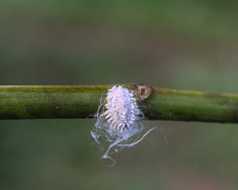 Papaya mealybug colony on a stem