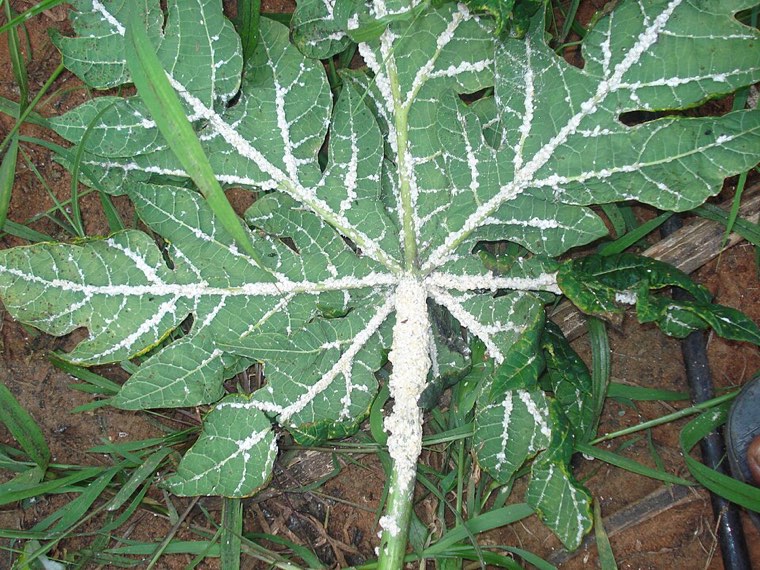 Papaya mealybug infestation on a papaya leaf
