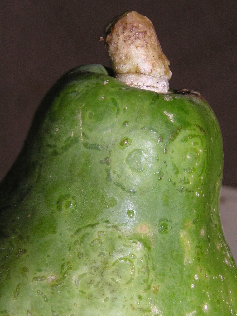 Papaya fruit with ring-shaped spots of papaya ringspot virus