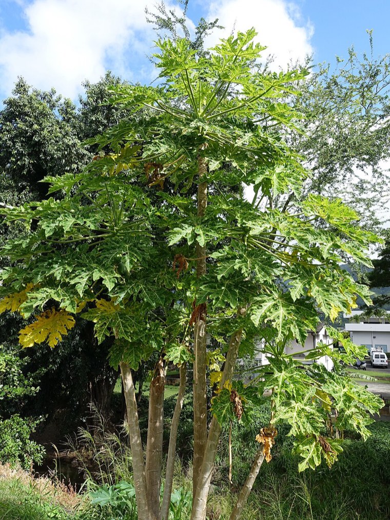 Papaya tree with ringspot leaf symptoms
