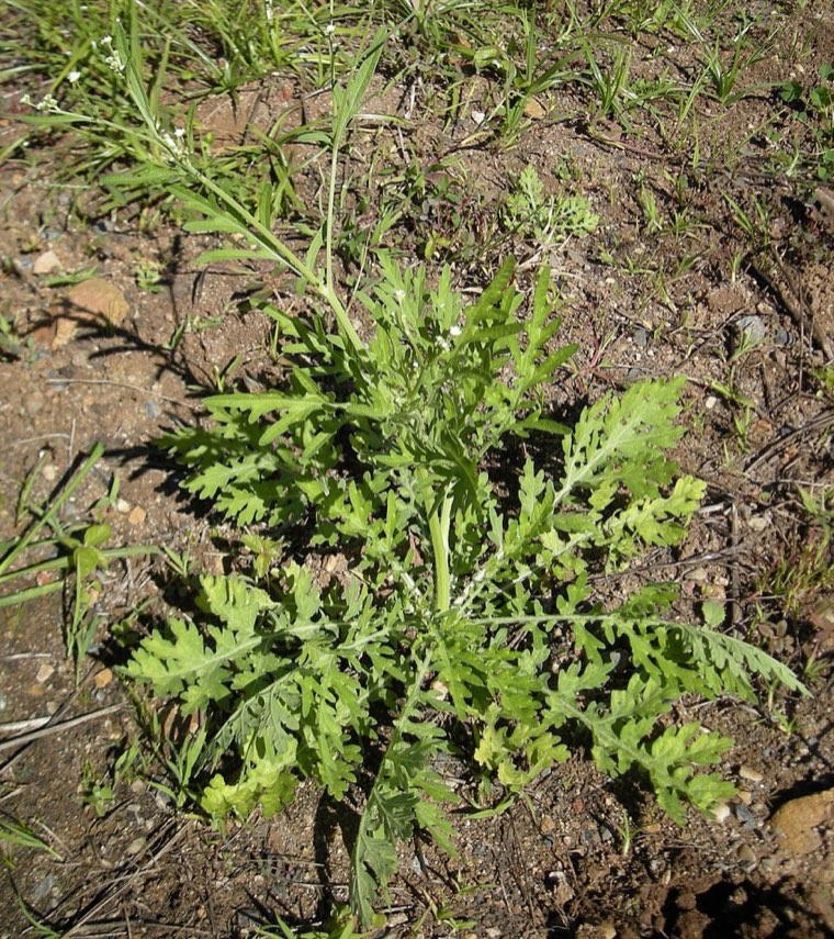 Parthenium weed plant with white flower heads