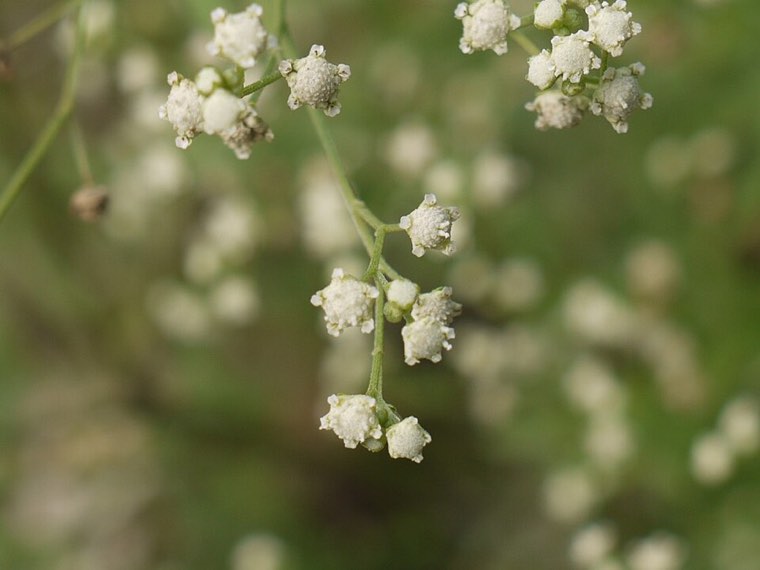 Parthenium flower heads close up